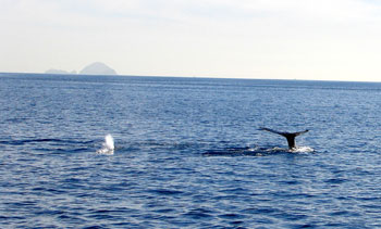 plyc woodys whale watching 2014